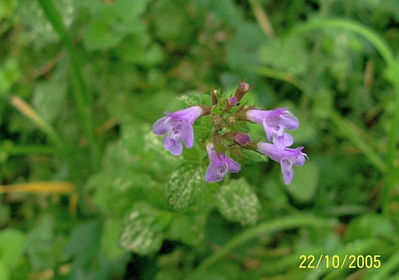 Dal Casentino: Calamintha nepeta o Acinos?